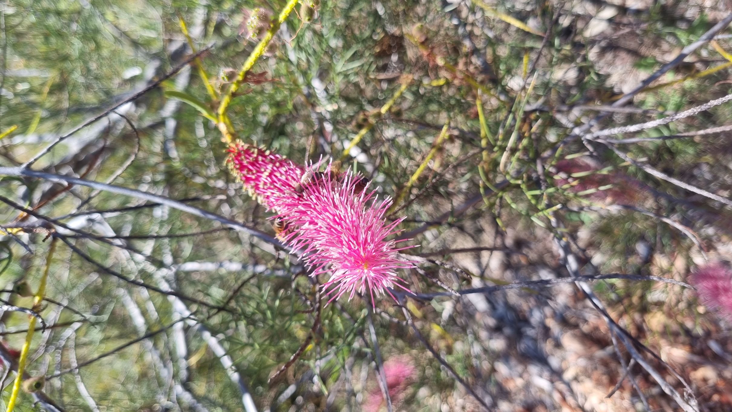 petrophiloides subsp. petrophiloides